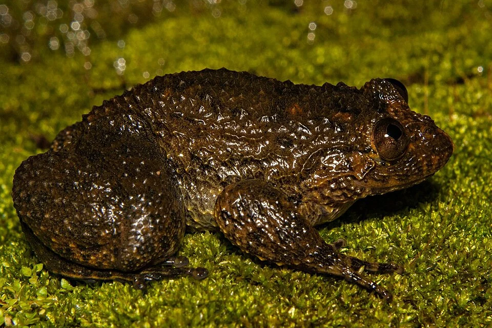Nyctibatrachus acanthodermis