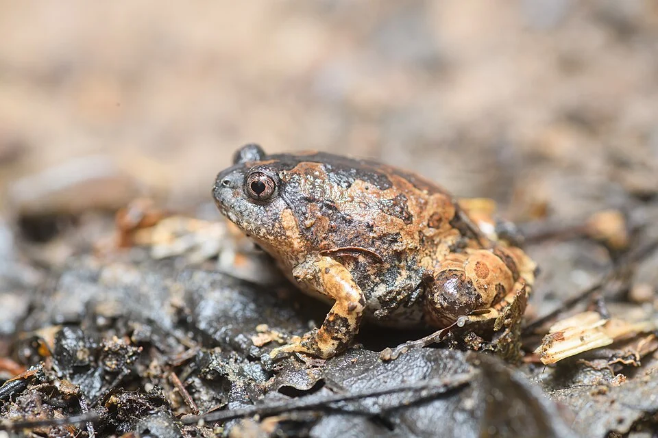 Glyphoglossus guttulatus, Striped spadefoot frog (subadult) - Kaeng Krachan National Park