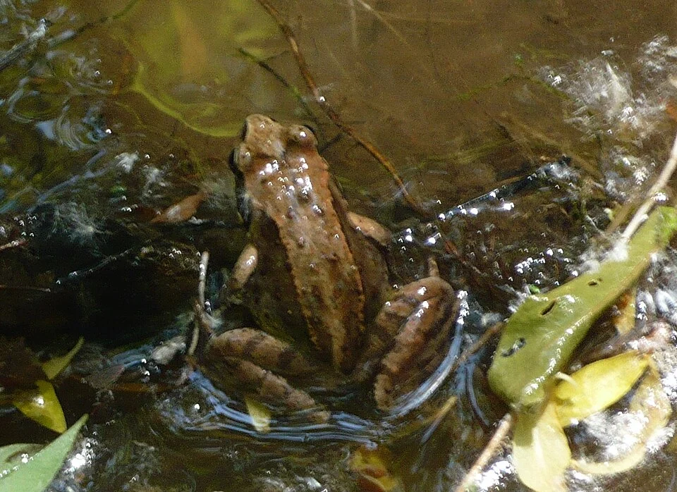 エゾアカガエル(2011年6月　北海道で撮影)