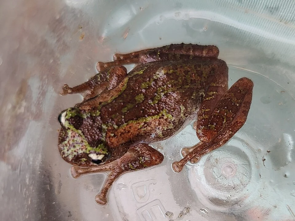 Nasutixalus medogensis. Species of amphibian.
