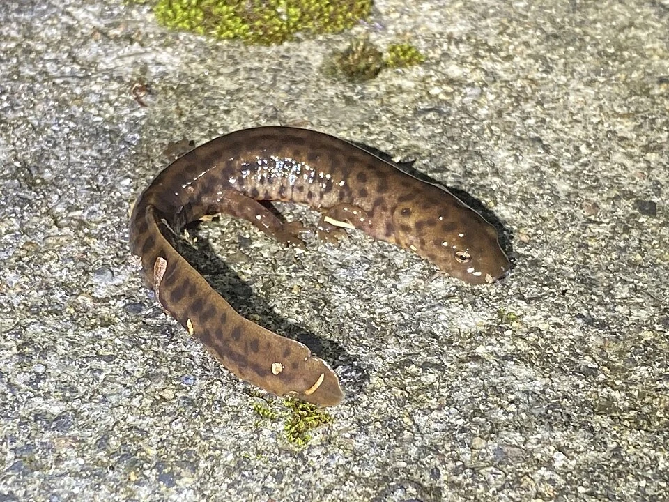 Spotted paddle-tail newt (Pachytriton brevipes)
