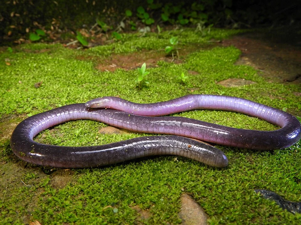 Magdalena Valley Caecilian (Caecilia subnigricans)