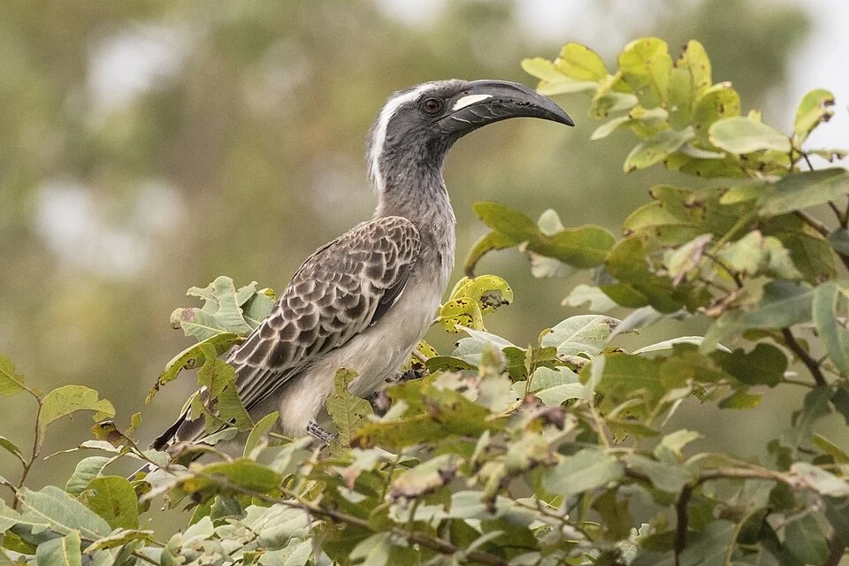 African grey hornbill (Tockus nasutus nasutus) male, Senegal