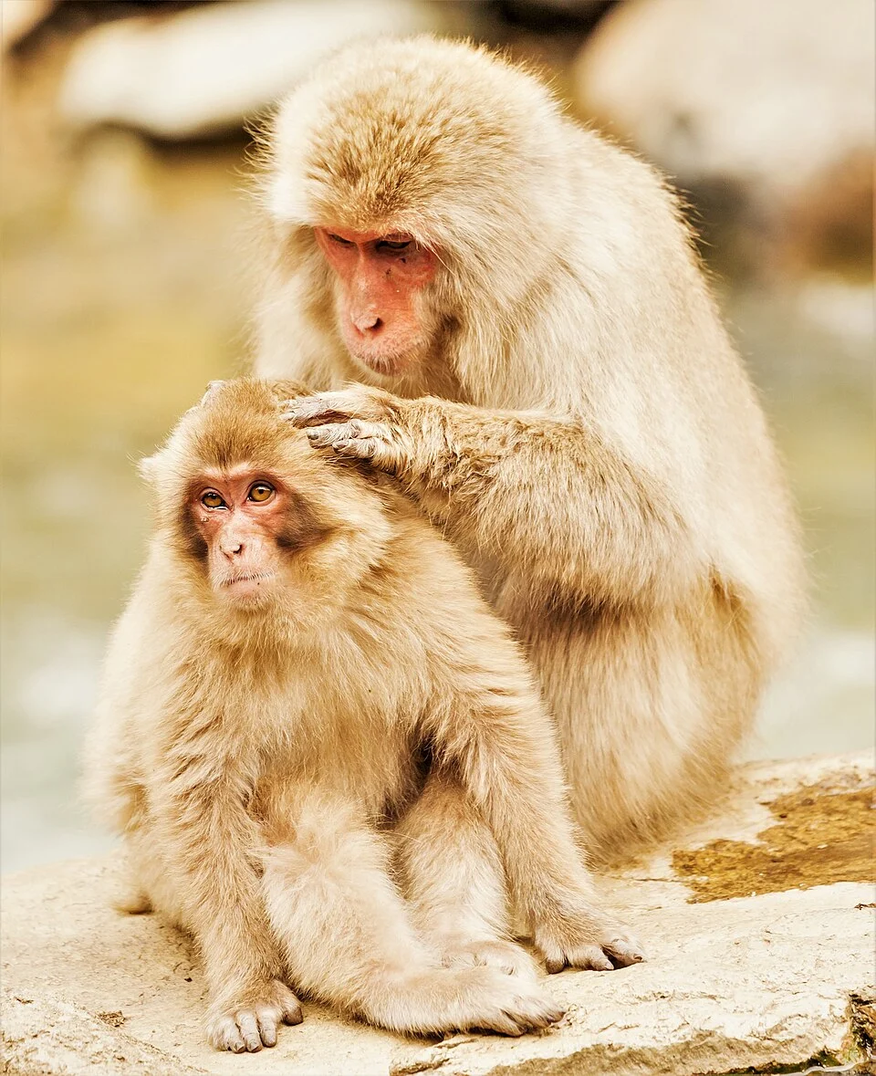 Snow monkey in Yamanouchi, Nagano, Japan grooming and cleaning her young
