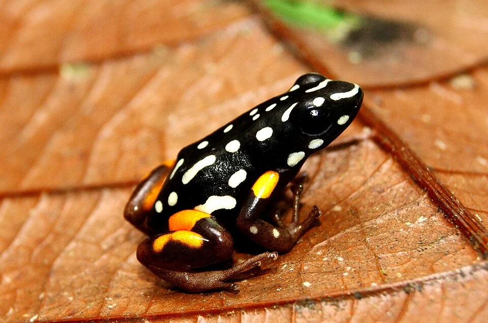 Brazil-nut Poison Frog (Adelphobates castaneoticus)