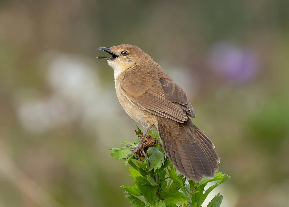 Broad-tailed Grassbird (Schoenicola platyurus, Locustellidae, Passeriformes) in Mahabaleshwar, Maharashtra, India.