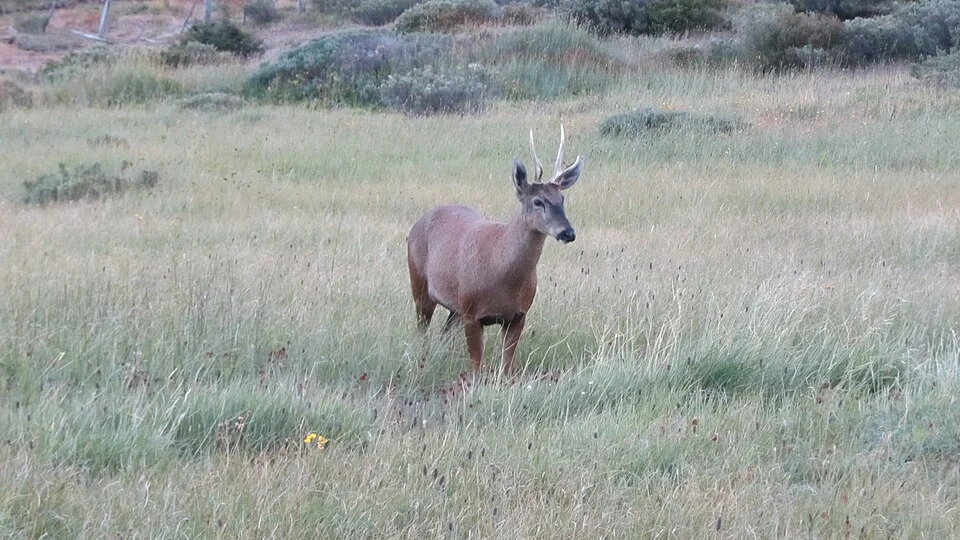 Huemul or the south Andean deer (Hippocamelus bisulcus)