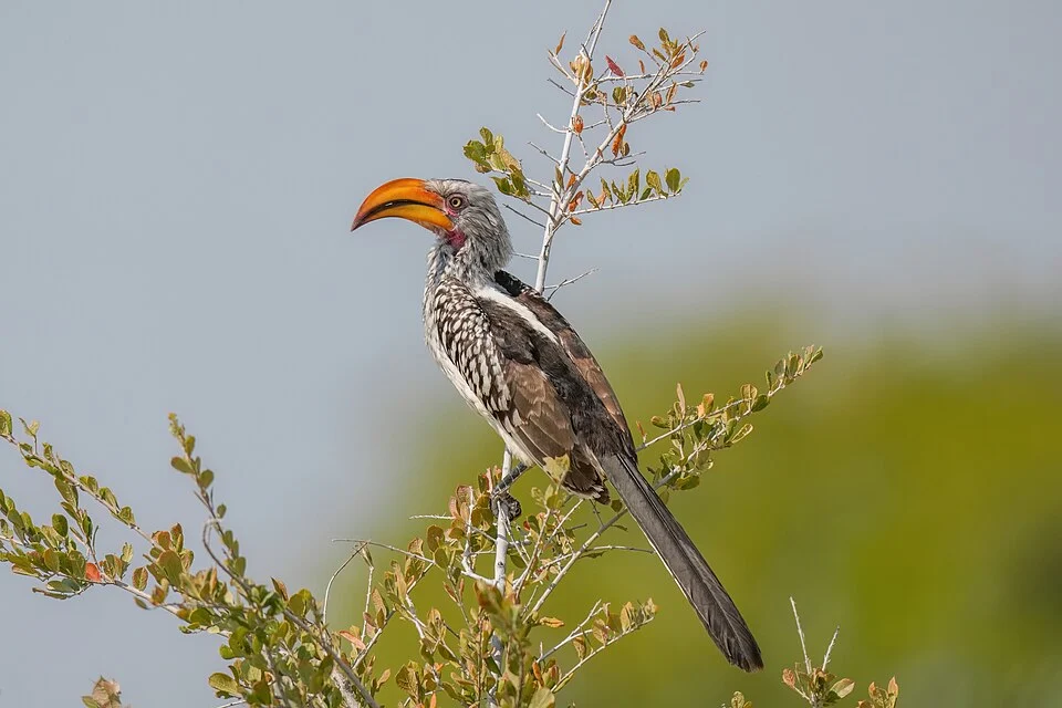 Male Southern yellow-billed hornbill in Etosha National Park, Namibia