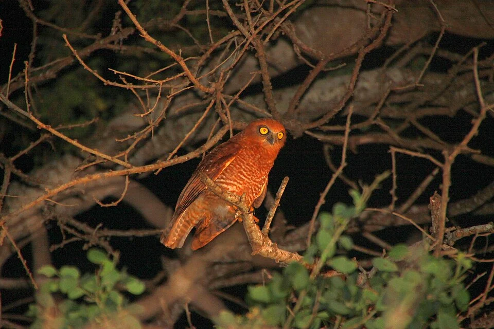 Ninox natalis, Christmas Island 6798, Christmas Island, 2009-05-08 (iNaturalist).