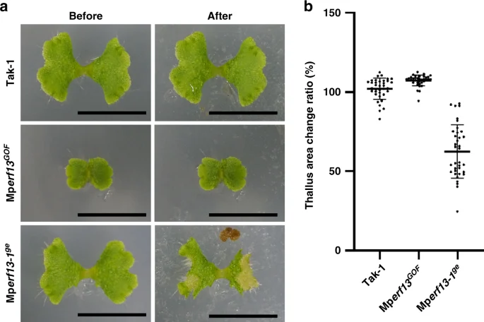 Marchantia polymorpha thalli before and after pill-bug feeding, with measured area changes in Kanazawa and coauthors’ figure 6
