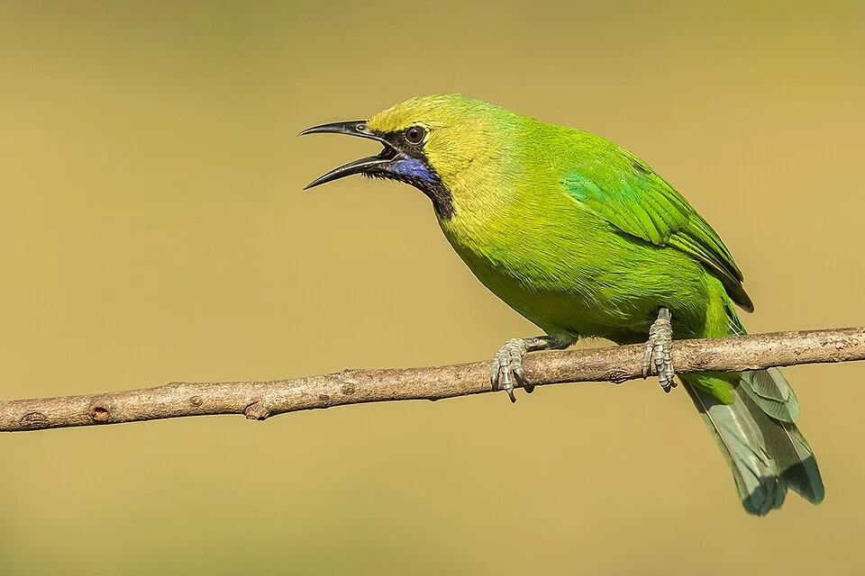 Male Jerdon's Leafbird in Bangalore India