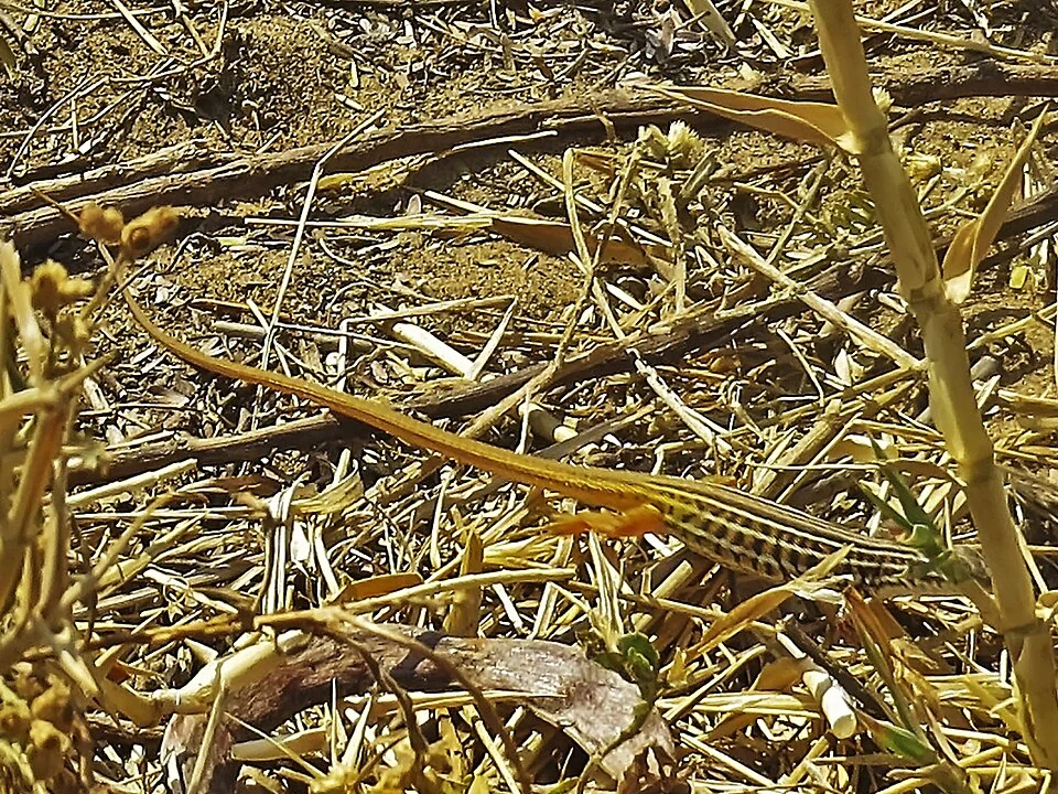 Johnston’s Long-tailed Lizard (Latastia johnstonii). Species of reptile.