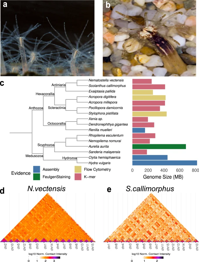 Scolanthus callimorphus anemone in panel b of Zimmermann and colleagues’ 2023 comparative genome figure; panel a shows the separate species Nematostella vectensis
