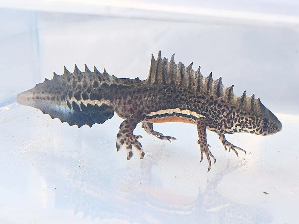 Ommatotriton ophryticus (Berthold, 1846)