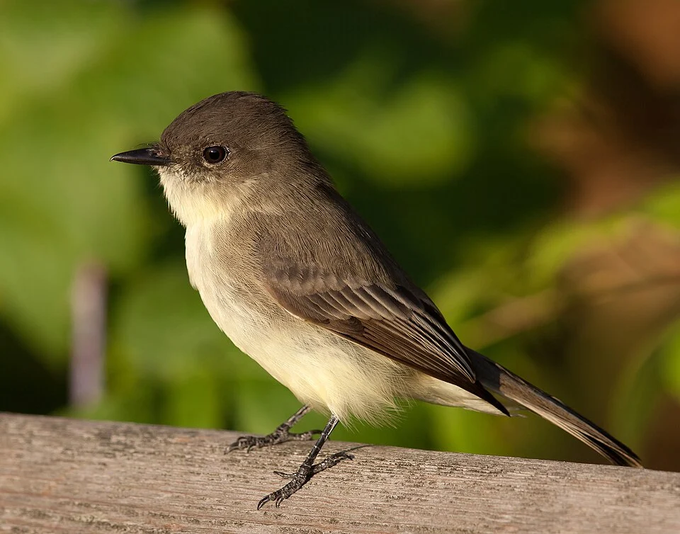 A Eastern Phoebe at Owen Conservation Park, Madison, Wisconsin, USA.