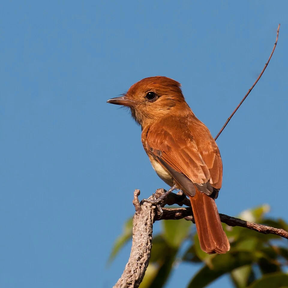 A Rufous Casiornis in Piraju, São Paulo, Brazil.