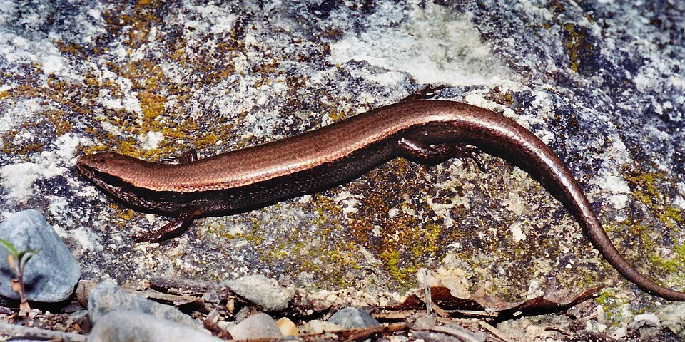 Horsetail Falls ground skink (Scincella [silvicola] caudaequinae) municipality of Jaumave, Tamaulipas, Mexico (11 August 2003). Photographed on 11 August 2003 by William L. Farr. This image was originally photographed with film and later scanned from a print.