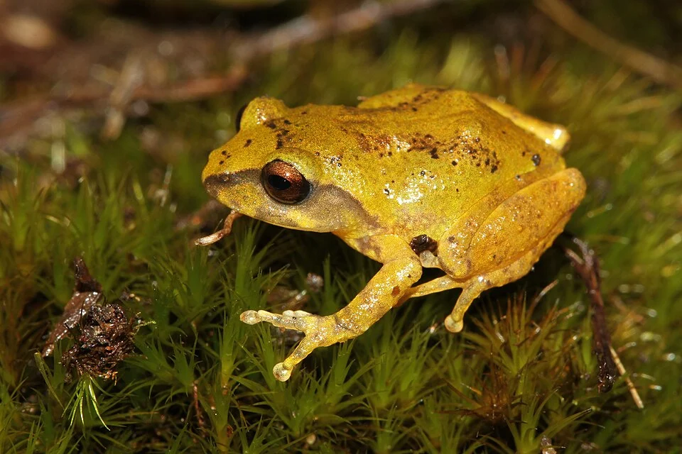 Raorchestes dubois, endemic to high altitude hills of Western Ghats.