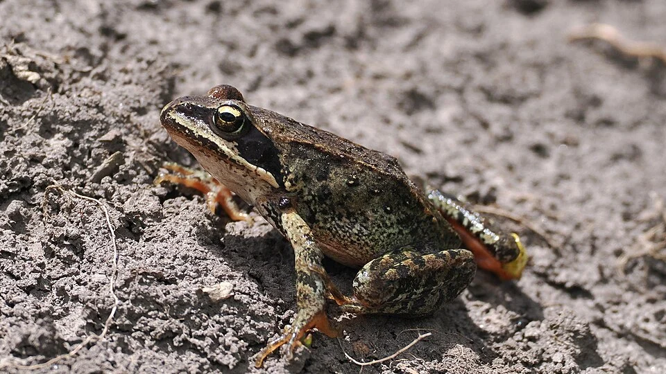 Rana kukunoris - Plateau brown frog in Sichuan, China. Photo by Steve B. (iNaturalist user "stevestevens"). Original iNaturalist observation here: https://www.inaturalist.org/observations/289789563