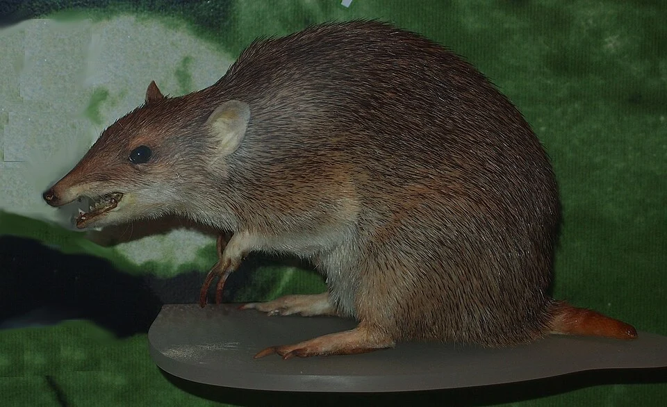 Isoodon auratus, mounted specimen, Central Australian Museum