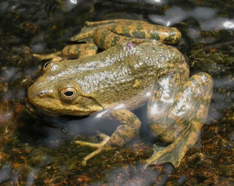 Tarahumara frog, Rana tarahumarae