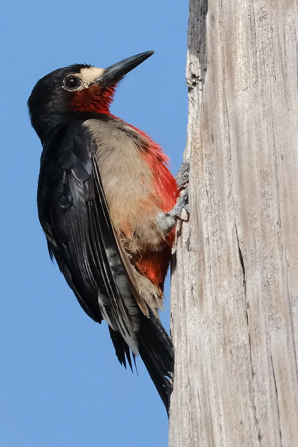 A Puerto Rican Woodpecker (Melanerpes portoricensis)