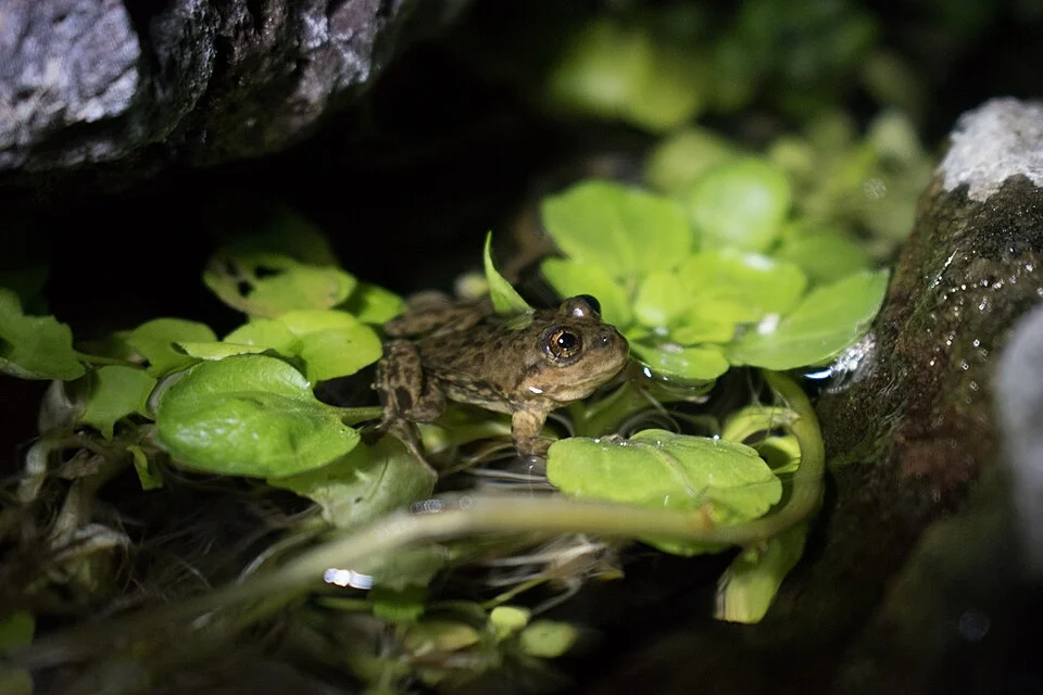 Ranita de Somuncura en el Arroyo del Valcheta.