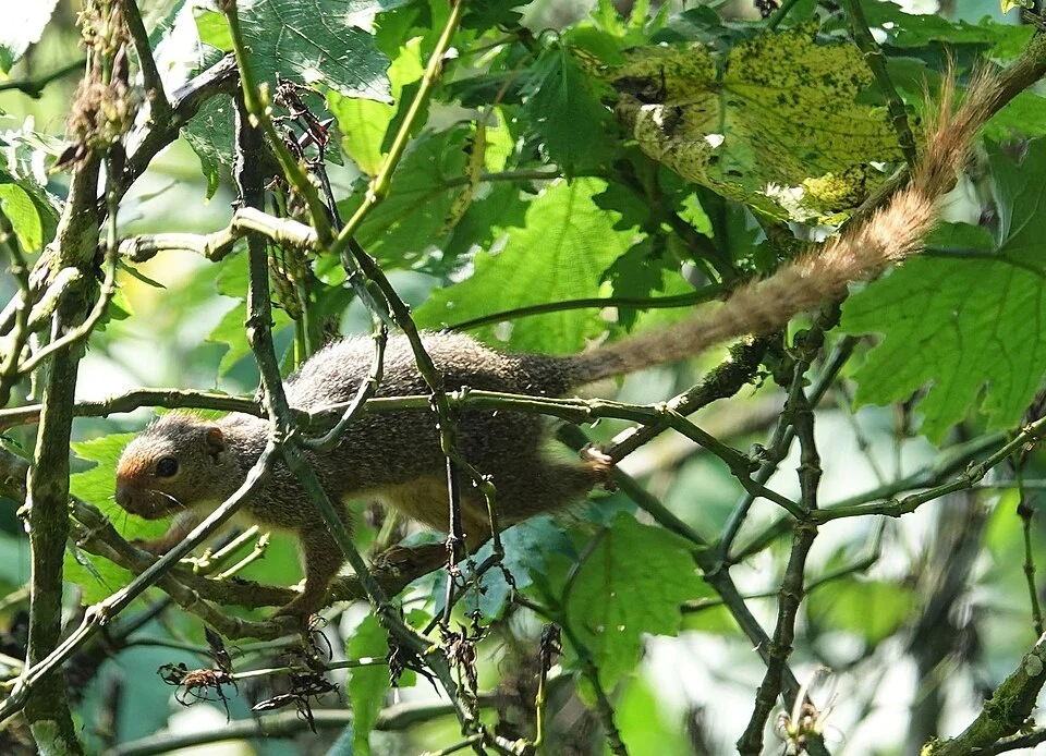 Ruwenzori Sun Squirrel (Heliosciurus ruwenzorii)