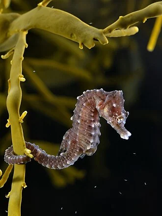 Short-snouted seahorse on knotted wrack.
The animal was caught at 51°36′18.48″N 2°40′56.92″E﻿ / ﻿51.6051333°N 2.6824778°E﻿ / 51.6051333; 2.6824778 on the Oosthinder banks in the Belgian part of the North Sea