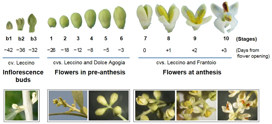Whole olive-flower development montage with cultivar labels, flower buds, open flowers and sampling-stage markers.