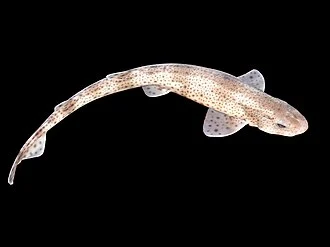 Lesser spotted dogfish from the Southern North Sea.
