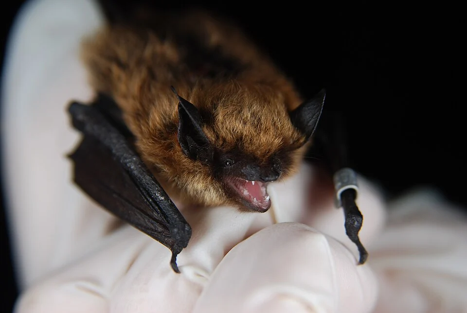 An Eastern small-footed bat captured as part of a study, being held by the researcher before being released.