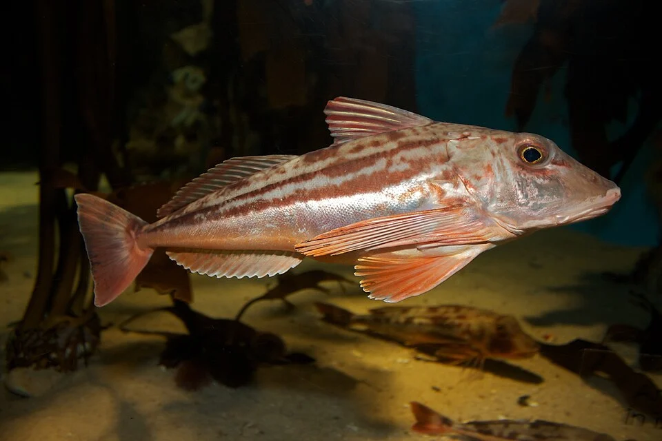 Chelidonichthys kumu, Cape Town, South Africa