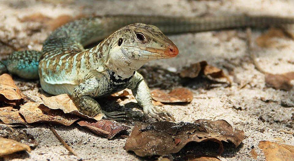 Griswold's ameiva on leaf litter