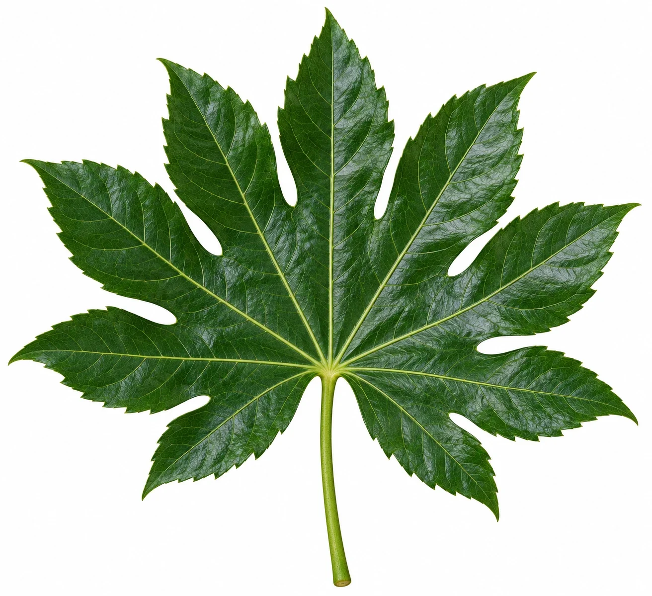 AI interpretation: Japanese aralia leaf study.