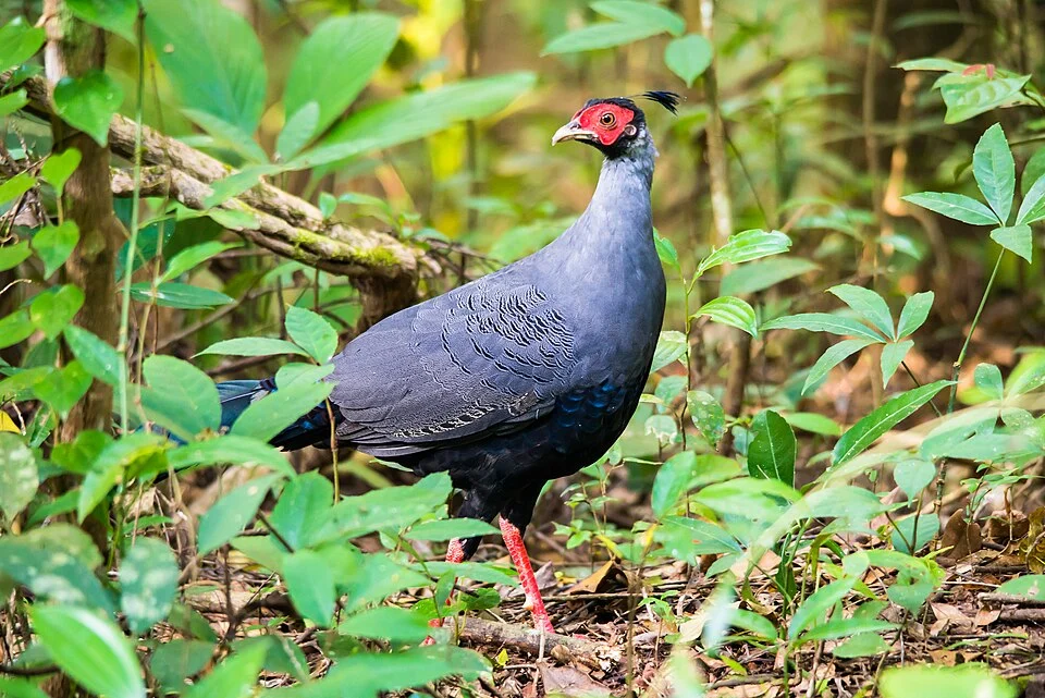 Lophura diardi commonly known as Siamese fireback.
Photo by Thai National Parks, Thailand.