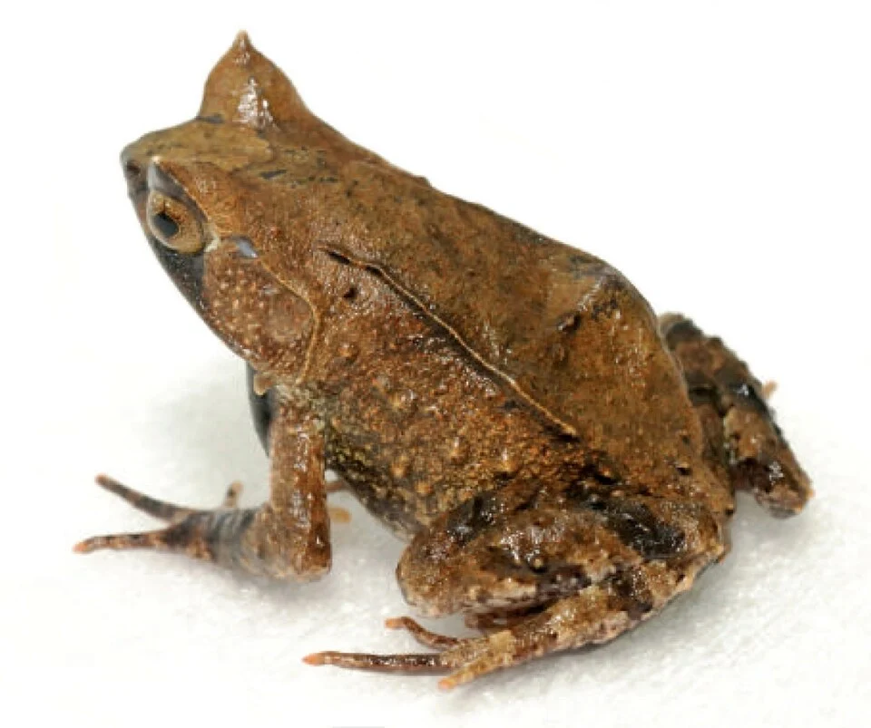 Megophrys stejnegeri