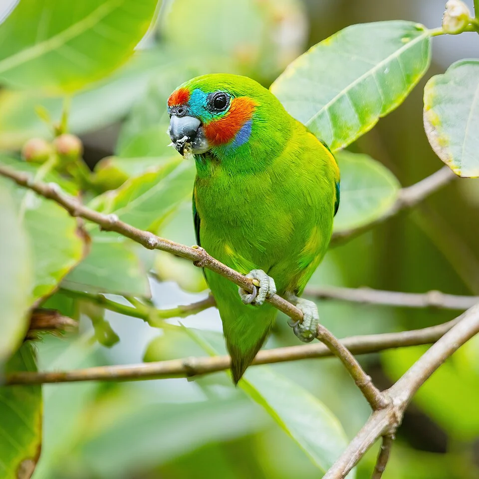 Double-eyed Fig Parrot ssp. marshalli