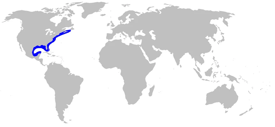 Distribution map for Rhizoprionodon terraenovae