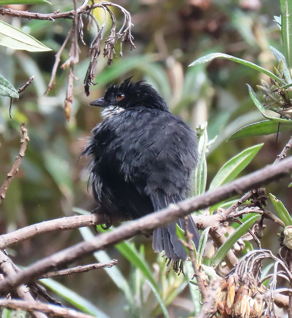 Black-backed Bush Tanager (Urothraupis stolzmanni) observed at 11:38 AM EST on January 23, 2020 in Quijos, Ecuador.