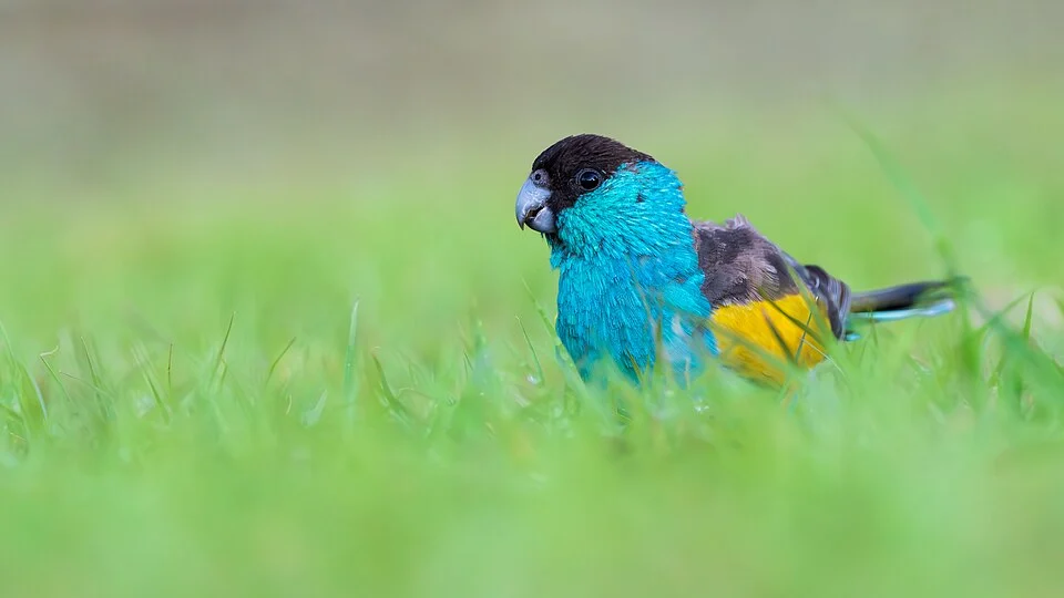Hodded Parrot sitting in grass at Pine Creek, NT.