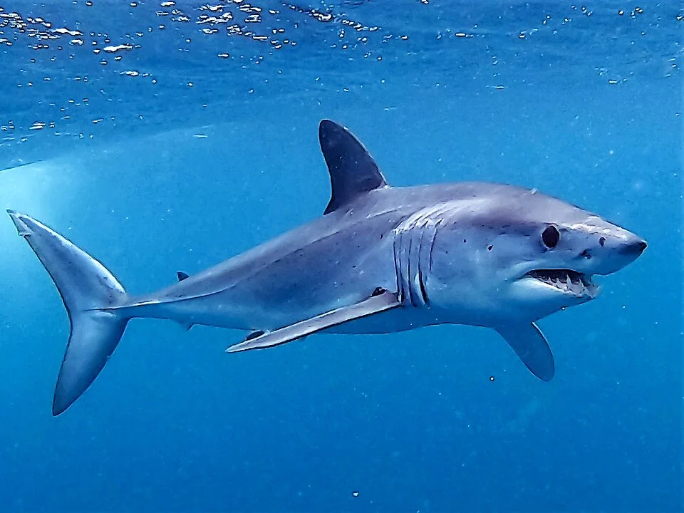 Photograph of a shortfin mako shark taken off the coast of Cabo San Lucas in March 2020.
