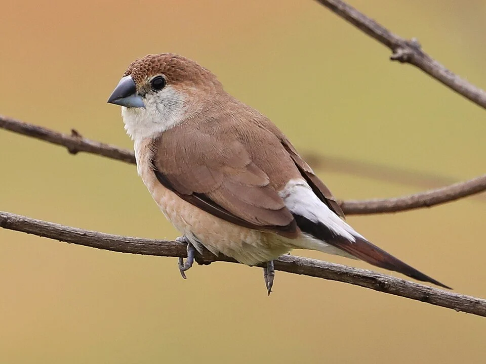 Young Indian Silverbill