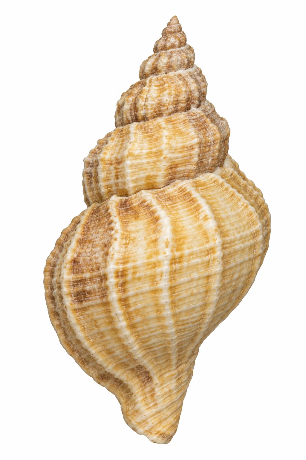Common whelk shell study