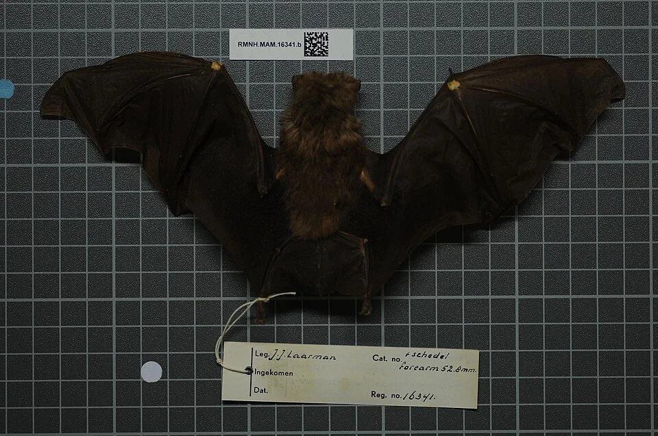 Hipposideros ruber