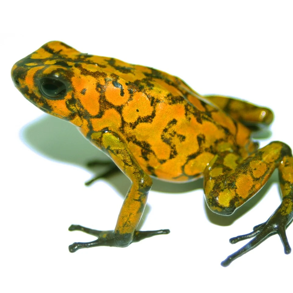 An adult male of Dendrobates sylvaticus (syn. Oophaga sylvatica) - commonly known as the "rana diablito" or the "little devil frog".