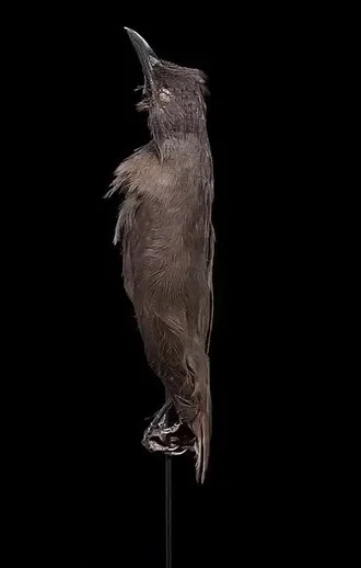 Aplonis pelzelni Finsch, 1876