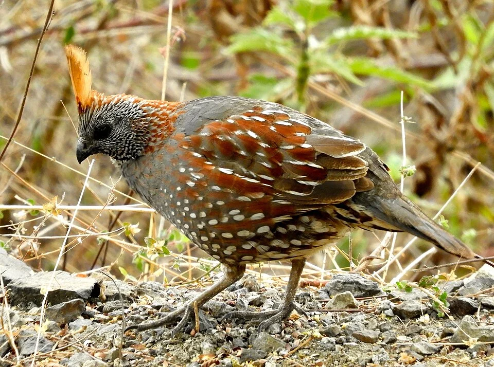Elegant Quail (Callipepla douglasii)