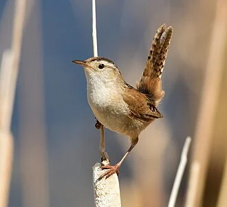 A marsh wren at Seedskadee National Wildlife Refuge.