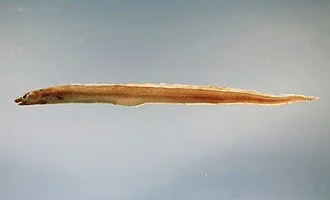 Conger oceanicus from the Gulf of Mexico